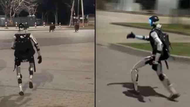 Человекоподобный робот по имени Эдвард стал вирусным в сети, отгоняя диких кабанов в Польше.